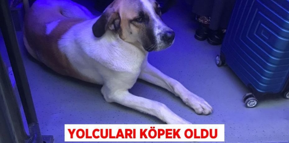 Yolcuları köpek oldu
