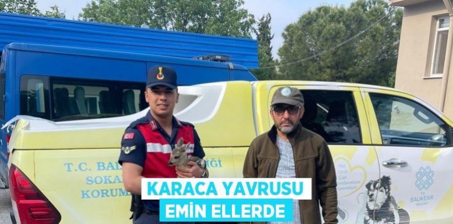 Karaca yavrusu emin ellerde