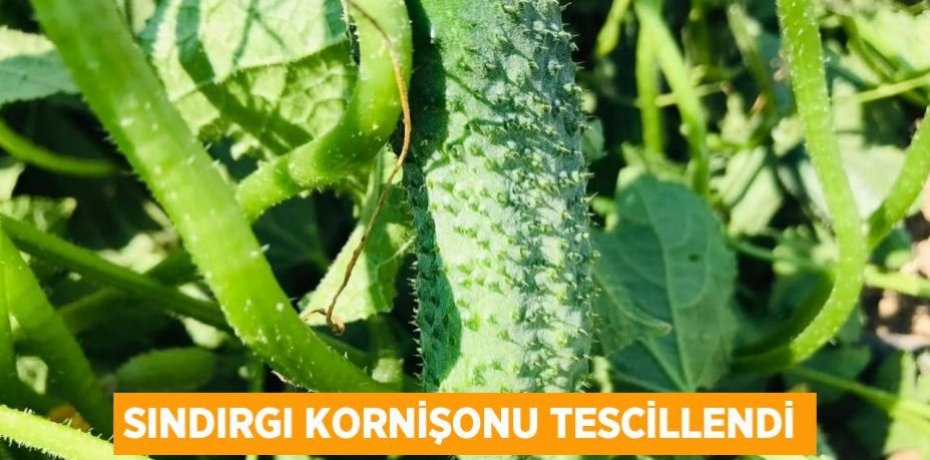Sındırgı Kornişonu tescillendi