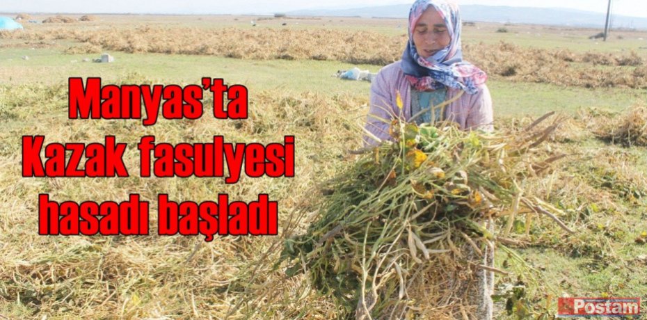 Manyas’ta Kazak fasulyesi hasadı başladı