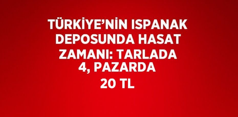 TÜRKİYE’NİN ISPANAK DEPOSUNDA HASAT ZAMANI: TARLADA 4, PAZARDA 20 TL