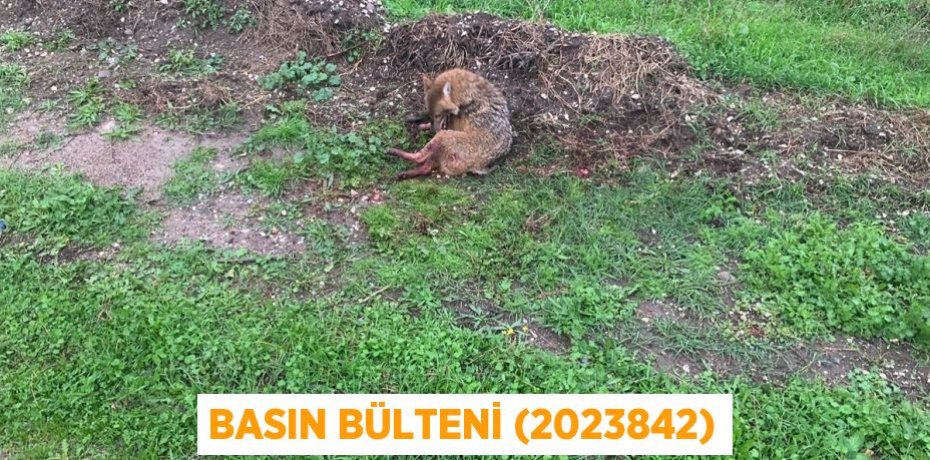 Basın Bülteni (2023842)