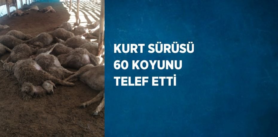 KURT SÜRÜSÜ 60 KOYUNU TELEF ETTİ