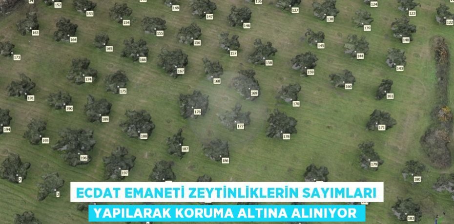 Ecdat emaneti zeytinliklerin sayımları yapılarak koruma altına alınıyor