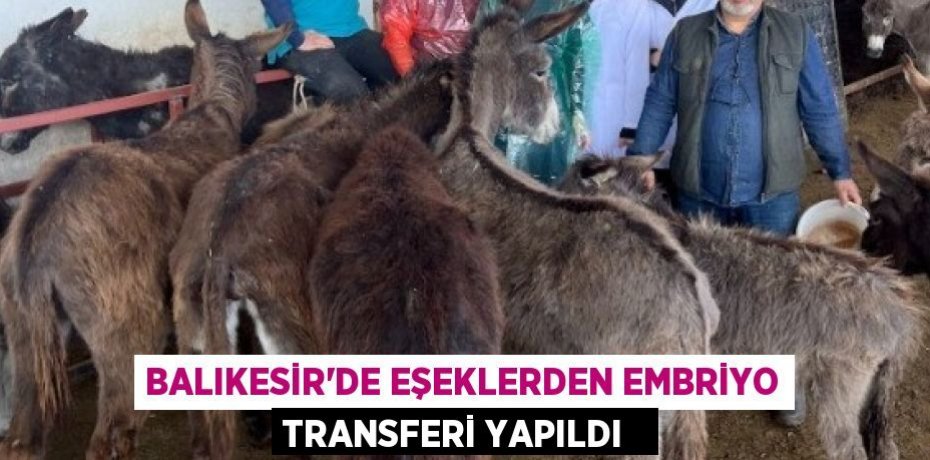Balıkesir'de eşeklerden embriyo transferi yapıldı  