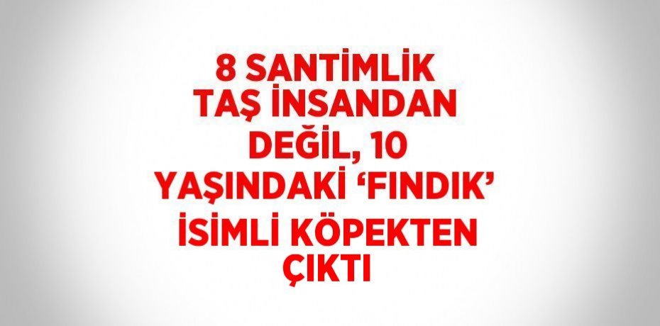 8 SANTİMLİK TAŞ İNSANDAN DEĞİL, 10 YAŞINDAKİ ‘FINDIK’ İSİMLİ KÖPEKTEN ÇIKTI