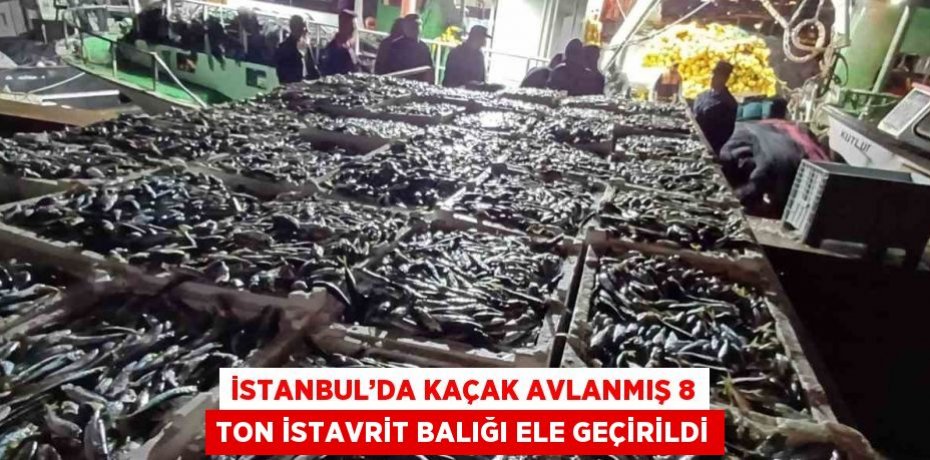 İSTANBUL’DA KAÇAK AVLANMIŞ 8 TON İSTAVRİT BALIĞI ELE GEÇİRİLDİ