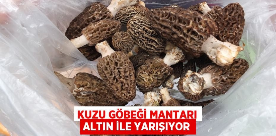 Kuzu göbeği mantarı altın ile yarışıyor