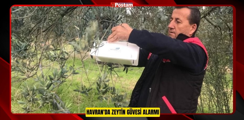 Havran'da zeytin güvesi alarmı  