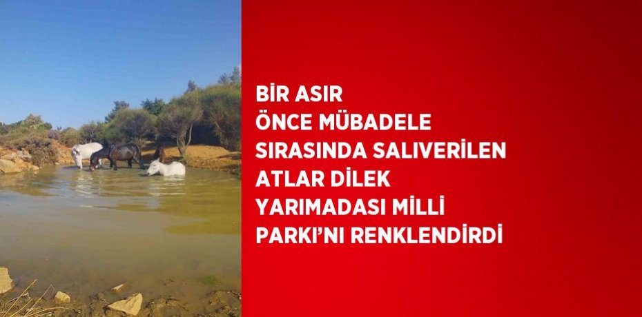 BİR ASIR ÖNCE MÜBADELE SIRASINDA SALIVERİLEN ATLAR DİLEK YARIMADASI MİLLİ PARKI’NI RENKLENDİRDİ