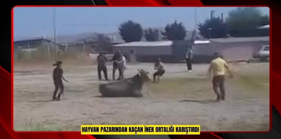 Hayvan pazarından kaçan inek ortalığı karıştırdı  