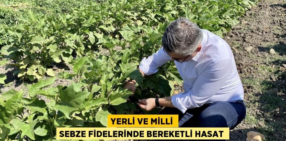 Yerli ve Milli Sebze Fidelerinde Bereketli Hasat