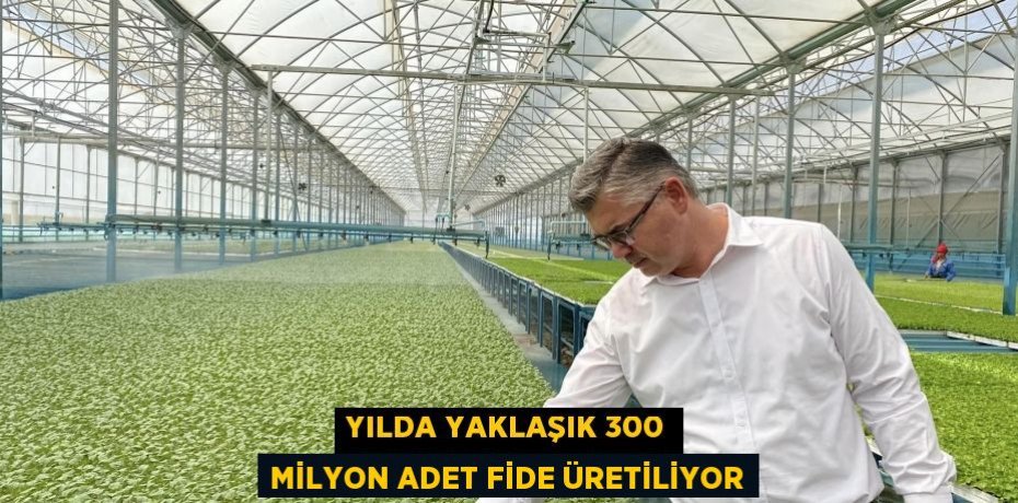 Yılda Yaklaşık 300 Milyon Adet Fide Üretiliyor