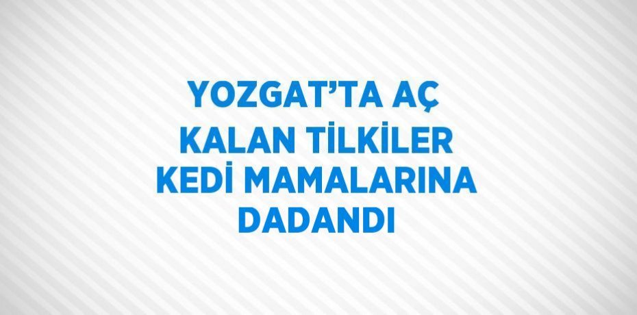 YOZGAT’TA AÇ KALAN TİLKİLER KEDİ MAMALARINA DADANDI