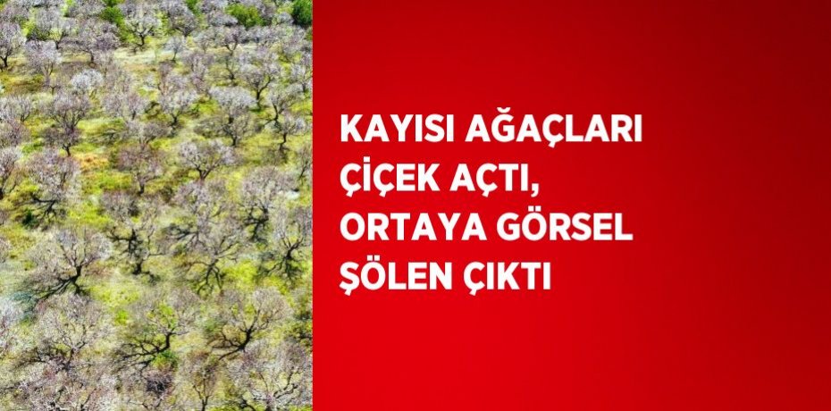 KAYISI AĞAÇLARI ÇİÇEK AÇTI, ORTAYA GÖRSEL ŞÖLEN ÇIKTI