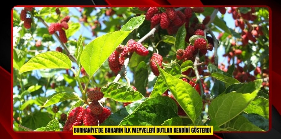 Burhaniye’de baharın ilk meyveleri dutlar kendini gösterdi