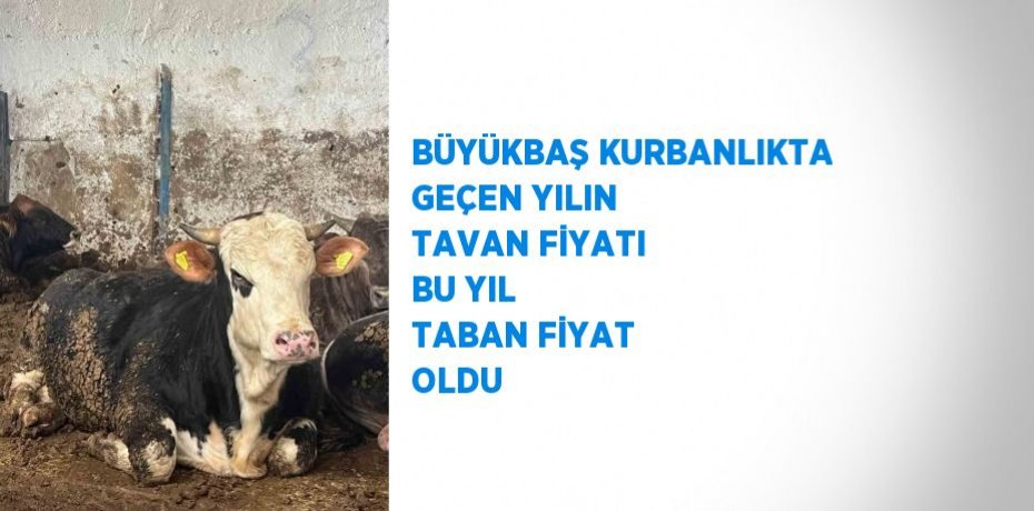 BÜYÜKBAŞ KURBANLIKTA GEÇEN YILIN TAVAN FİYATI BU YIL TABAN FİYAT OLDU