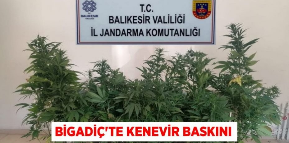 Bigadiç'te kenevir baskını