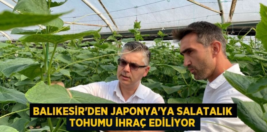 Balıkesir’den Japonya’ya Salatalık Tohumu İhraç Ediliyor