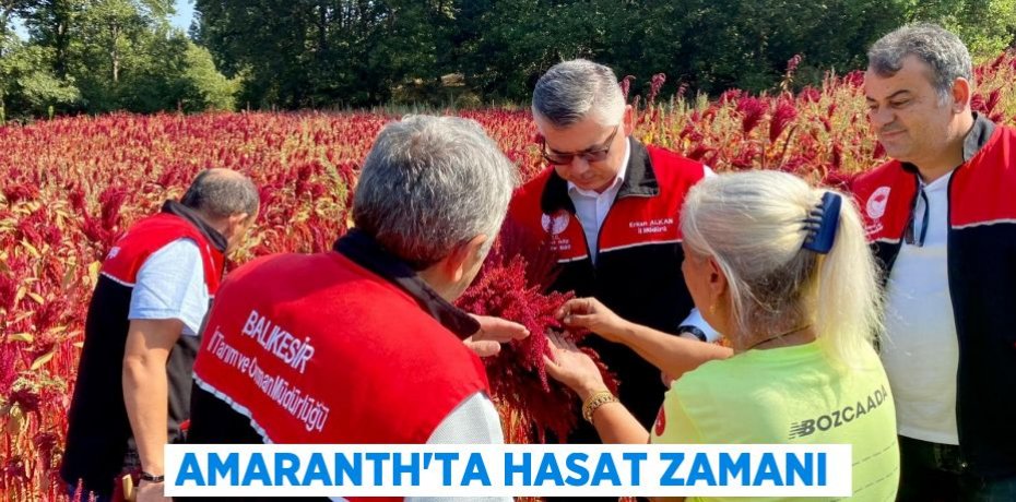 Amaranth’ta Hasat Zamanı