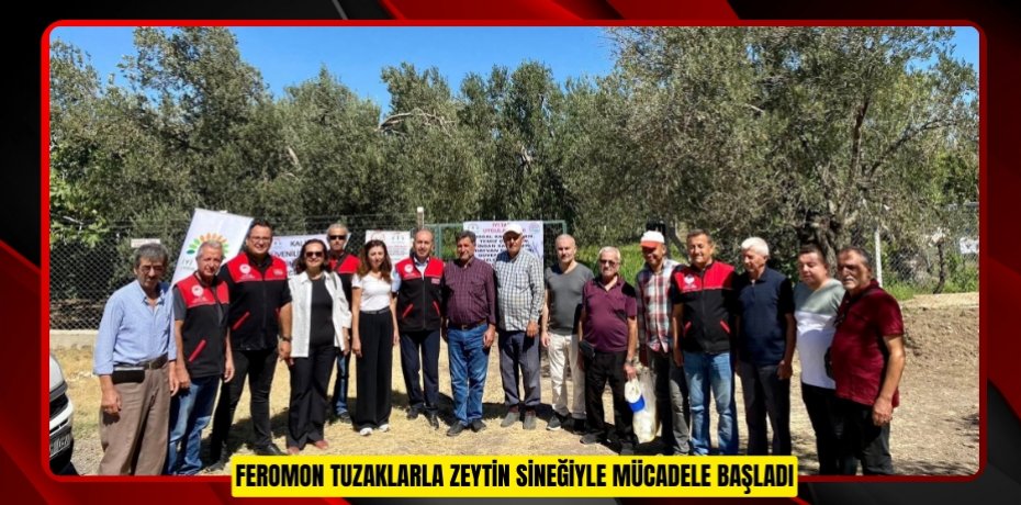 Feromon tuzaklarla zeytin sineğiyle mücadele başladı