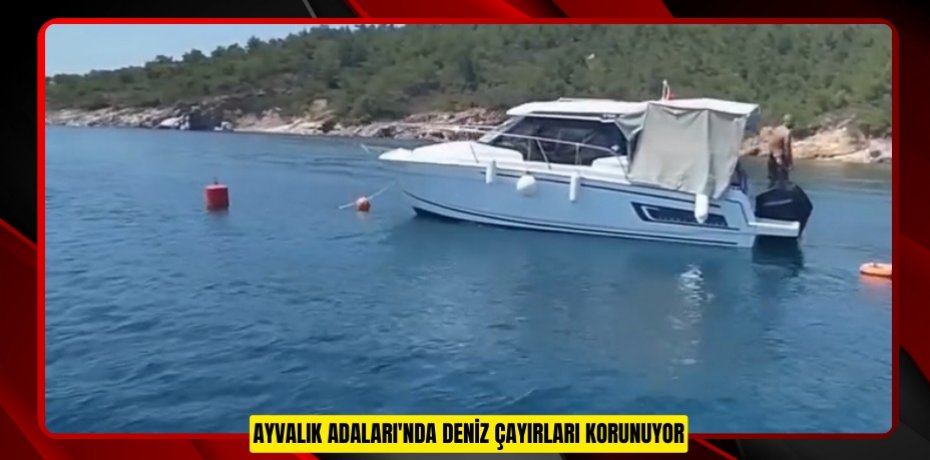 Ayvalık Adaları'nda deniz çayırları korunuyor