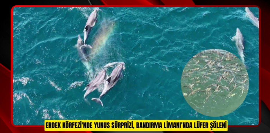 Erdek Körfezi'nde yunus sürprizi, Bandırma Limanı'nda lüfer şöleni