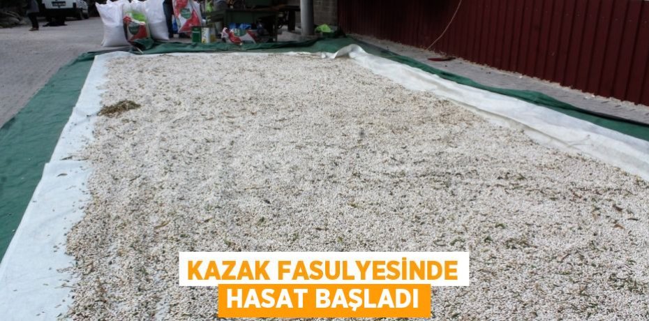 KAZAK FASULYESİNDE HASAT BAŞLADI