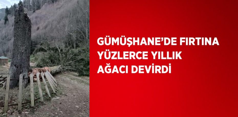 GÜMÜŞHANE’DE FIRTINA YÜZLERCE YILLIK AĞACI DEVİRDİ