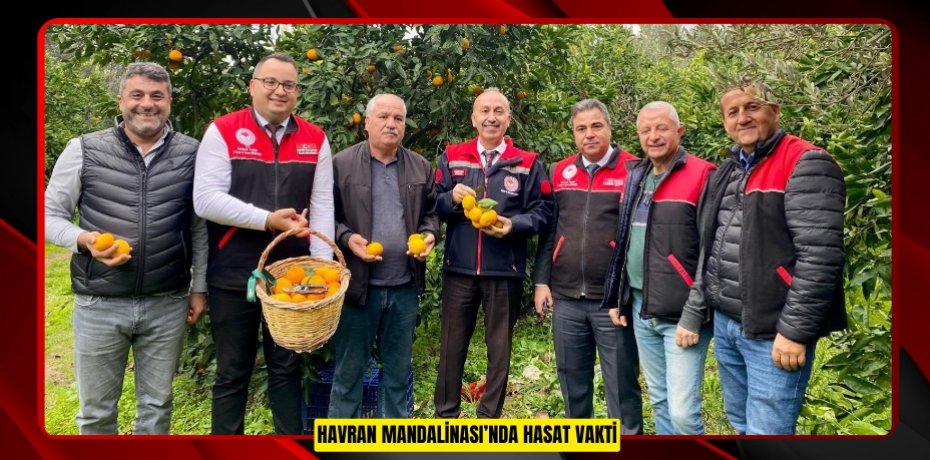 Havran Mandalinası’nda hasat vakti