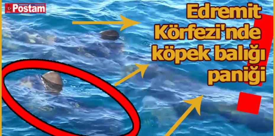 Edremit Körfezi'nde köpek balığı paniği