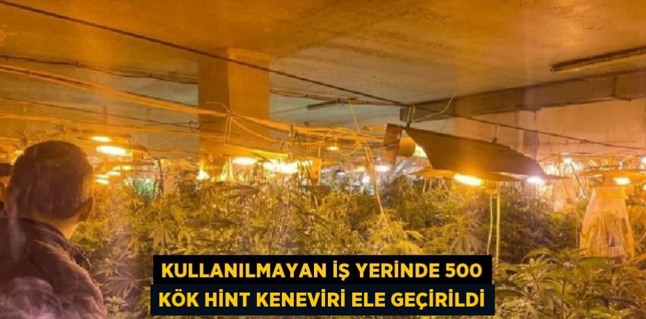 KULLANILMAYAN İŞ YERİNDE 500 KÖK HİNT KENEVİRİ ELE GEÇİRİLDİ