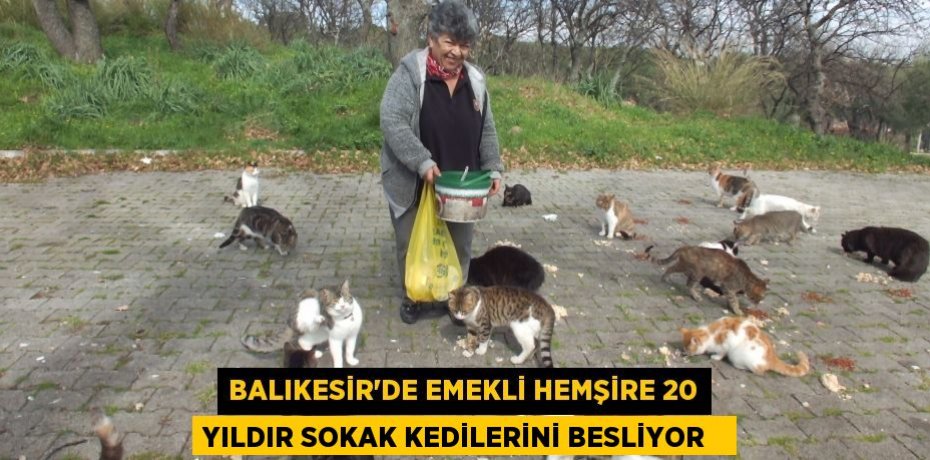 Balıkesir'de emekli hemşire 20 yıldır sokak kedilerini besliyor  