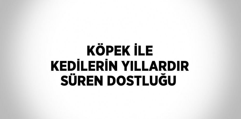 KÖPEK İLE KEDİLERİN YILLARDIR SÜREN DOSTLUĞU