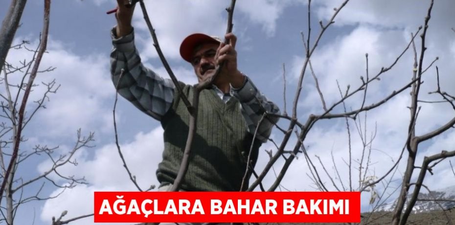 AĞAÇLARA BAHAR BAKIMI