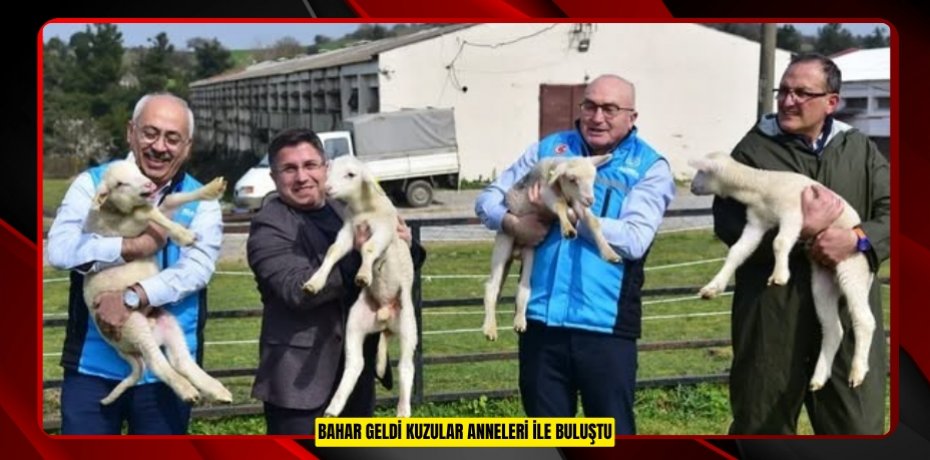 Bahar geldi kuzular anneleri ile buluştu