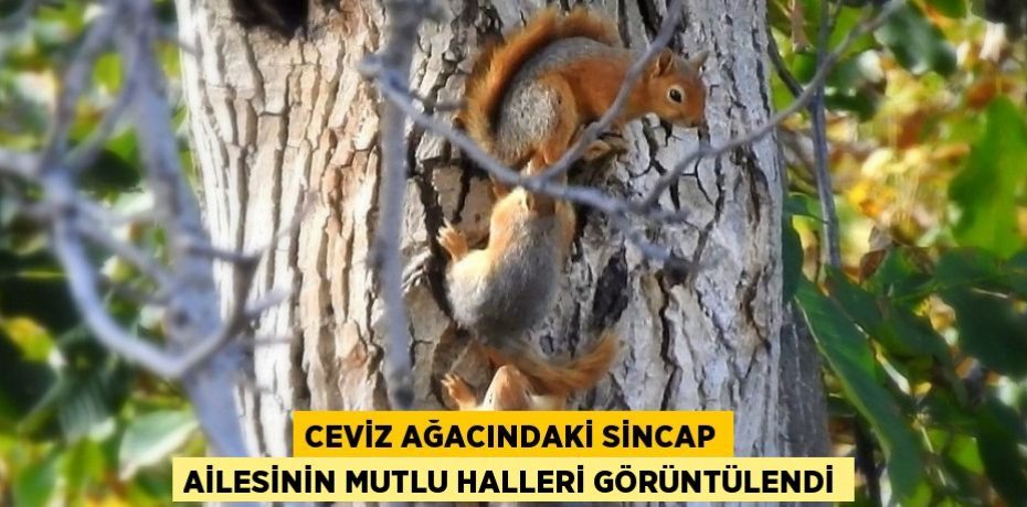 CEVİZ AĞACINDAKİ SİNCAP AİLESİNİN MUTLU HALLERİ GÖRÜNTÜLENDİ
