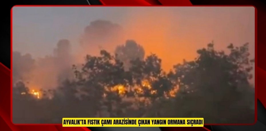 Ayvalık'ta fıstık çamı arazisinde çıkan yangın ormana sıçradı