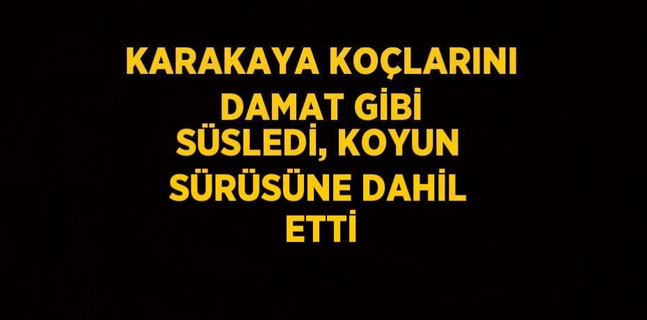 KARAKAYA KOÇLARINI DAMAT GİBİ SÜSLEDİ, KOYUN SÜRÜSÜNE DAHİL ETTİ