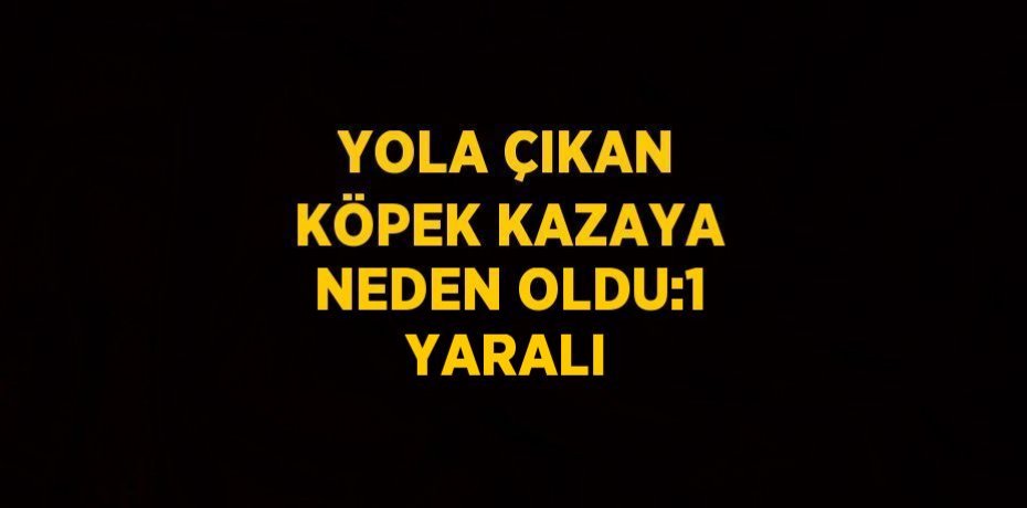 YOLA ÇIKAN KÖPEK KAZAYA NEDEN OLDU:1 YARALI