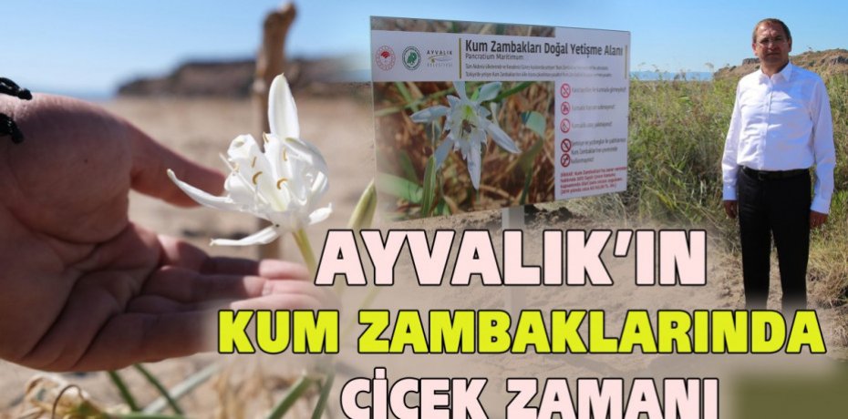 AYVALIK’IN KUM ZAMBAKLARINDA ÇİÇEK ZAMANI