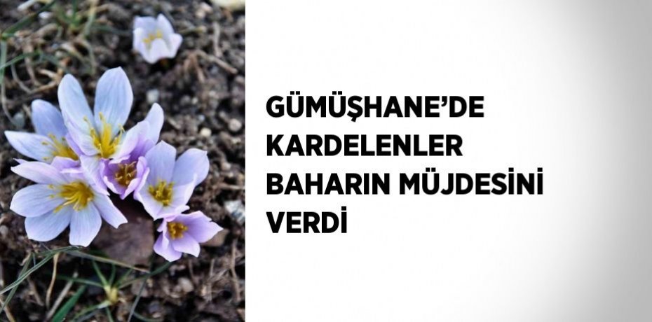 GÜMÜŞHANE’DE KARDELENLER BAHARIN MÜJDESİNİ VERDİ