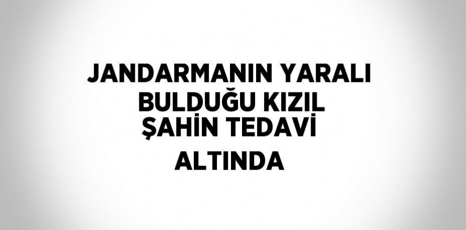 JANDARMANIN YARALI BULDUĞU KIZIL ŞAHİN TEDAVİ ALTINDA