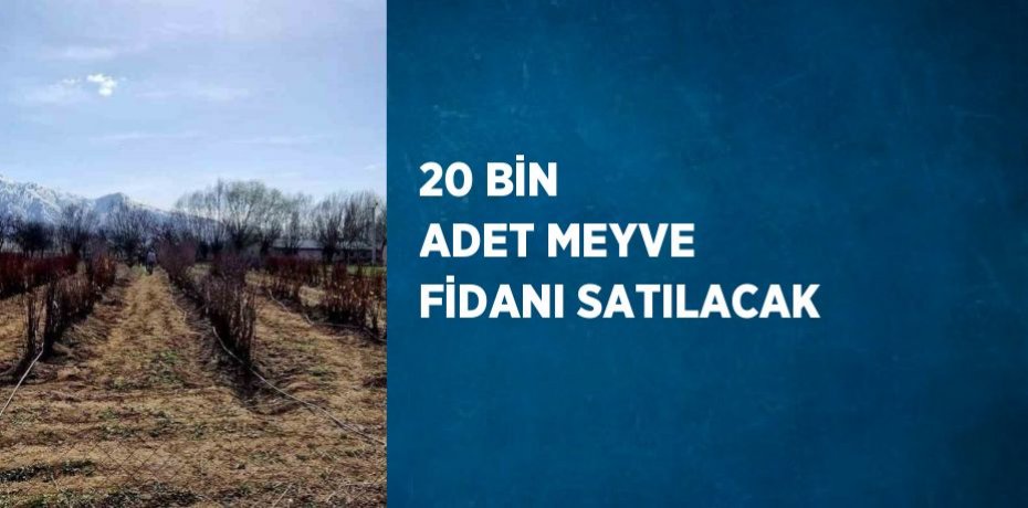 20 BİN ADET MEYVE FİDANI SATILACAK