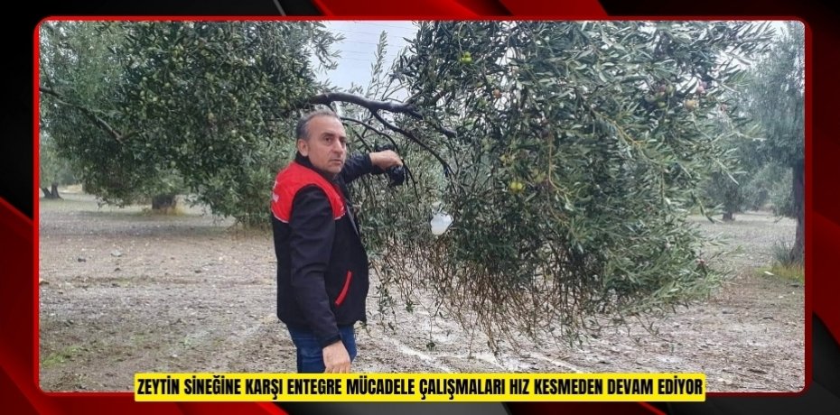 Zeytin sineğine karşı entegre mücadele çalışmaları hız kesmeden devam ediyor  