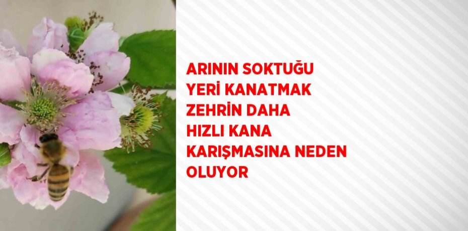 ARININ SOKTUĞU YERİ KANATMAK ZEHRİN DAHA HIZLI KANA KARIŞMASINA NEDEN OLUYOR