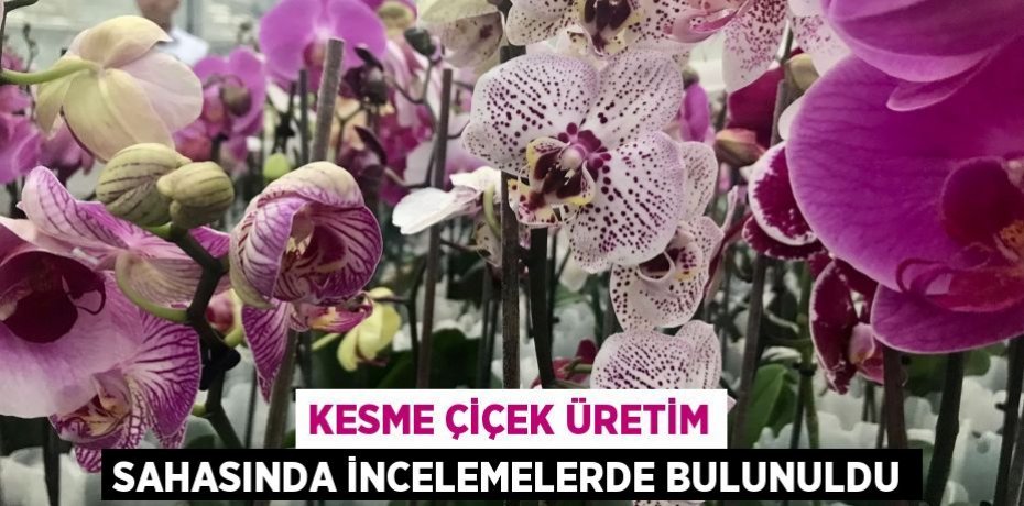 Kesme çiçek üretim sahasında incelemelerde bulunuldu