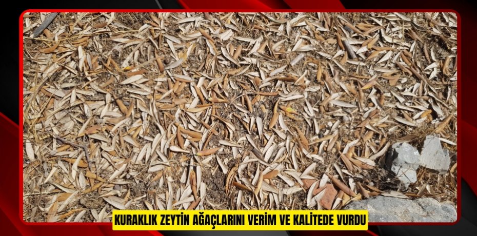 Kuraklık zeytin ağaçlarını verim ve kalitede vurdu
