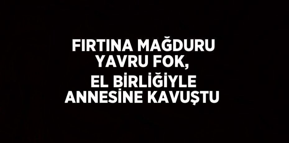 FIRTINA MAĞDURU YAVRU FOK, EL BİRLİĞİYLE ANNESİNE KAVUŞTU