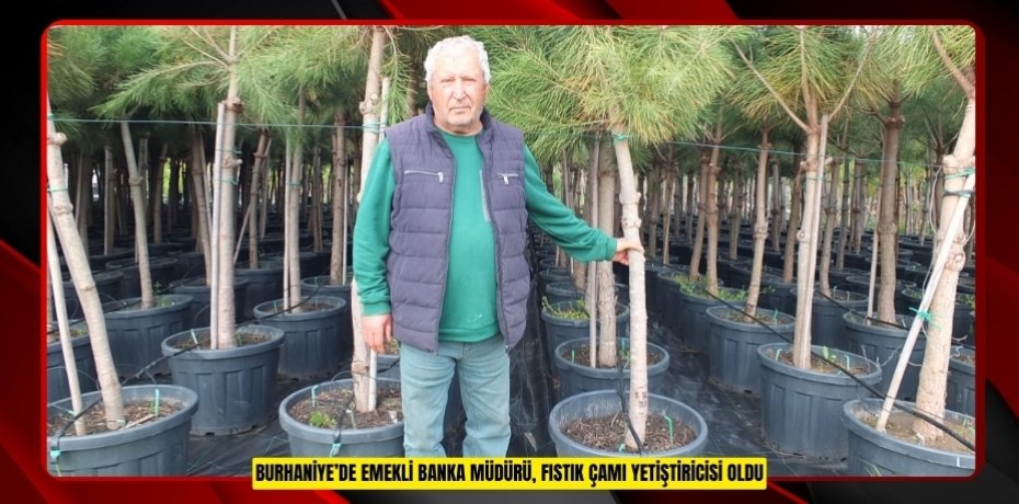 Burhaniye’de emekli banka müdürü, fıstık çamı yetiştiricisi oldu  